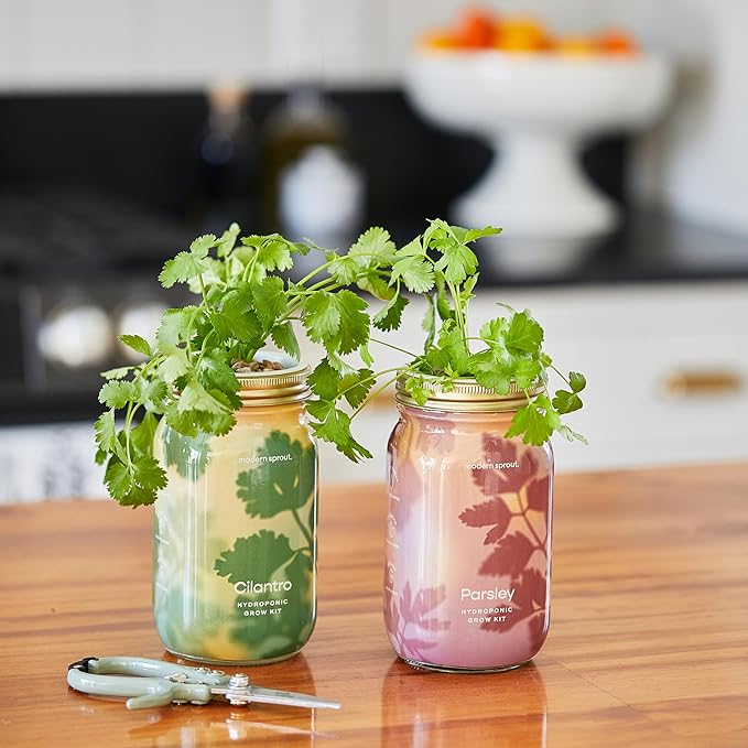 Modern Sprout Mason Garden Jar - Self-Watering Hydroponics Growing System Kit with Organic Herb Seeds - Jar Planter for Indoor Herb Garden - Seed Starter Kit - Home Decor & Gifting - Parsley