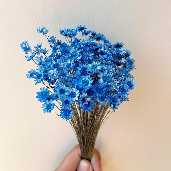 Natural - Dried - Flowers Brazilian Small Star Daisy Dried Decorative Mini Chamomile Bouquet for Wedding Floral Arrangements Home Decorations Valentine's Day Gifts (200 Stems) (Indigo Blue)