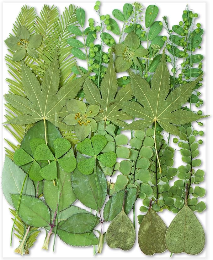 30PCS Green Dried Pressed Leaf Leaves, YouthBro Greenery Real Nature Plant Herbarium Set for DIY Jewelry Candle Scrapbook Art Craft Decors,Green
