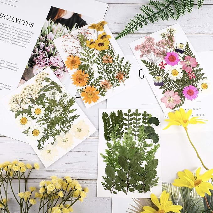 Nuanchu Pressed Flowers for Crafts Resin Dried Flower Bulk White Natural Dried Wildflowers Daisy with Tweezer for Resin Mold Candles Cake DIY Christmas Craft Card Making Wedding Scrapbooking Supplies