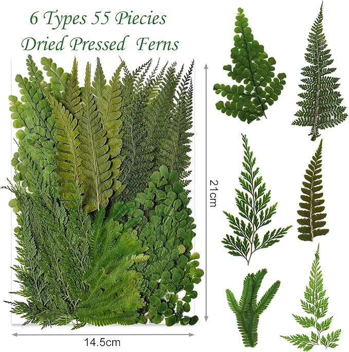 55 Pcs Green Leaves Ferns Dried Pressed Flowers for Crafts,Real Nature Dry Flower Bulk for Resin Jewelry Making Candle Making Frame Decoration Art Floral Decors