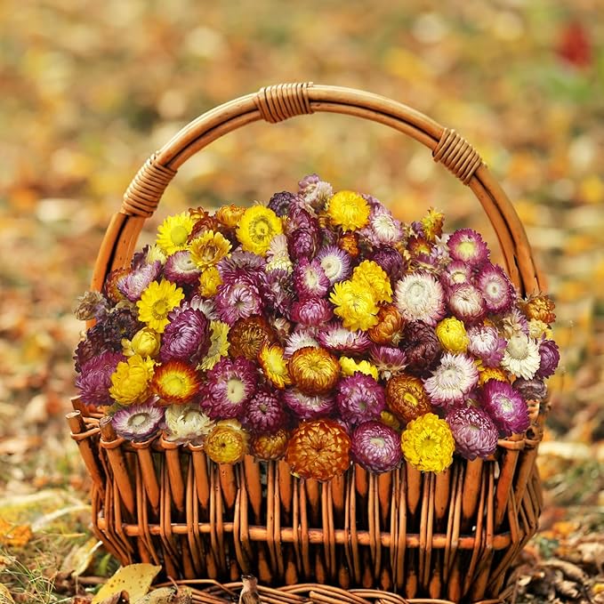240 Pcs Natural Dried Daisy Flowers Heads Bulk Gerbera Daisies Multicolor Real Sunflowers Chrysanthemum with Jute Rope and Needle Dry Flower Arrangements for DIY Craft Wedding Decor Home Party