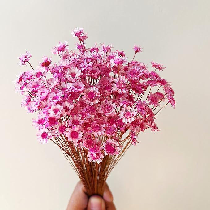 Natural - Dried - Flowers Brazilian Small Star Daisy Dried Decorative Mini Chamomile Bouquet for Wedding Floral Arrangements Home Decorations Valentine's Day Gifts (200 Stems) (Dark Pink)