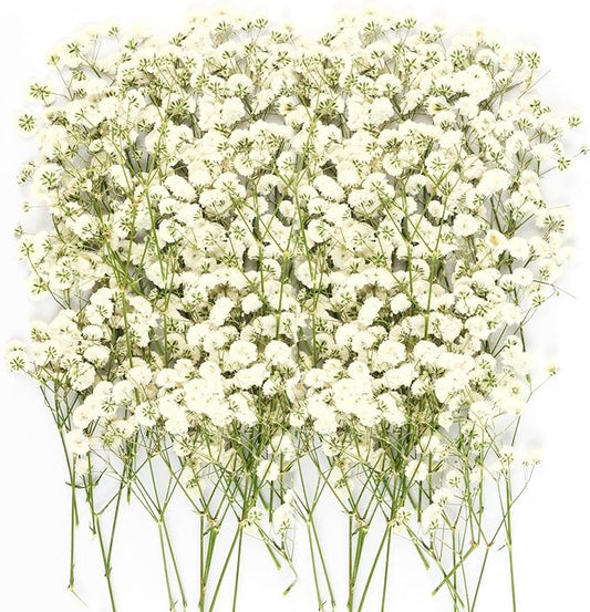 150Pcs Mini Dried Pressed White Baby’s Breath Flowers Bulk - Real Natural Flat Flowers for Epoxy Craft, Scrapbooking, Wedding Invitations, Home Decor, DIY Gifts for Crafters & Event Planners (150)