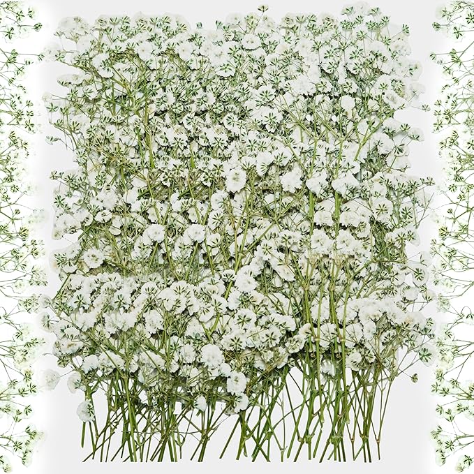 100Pcs White Baby’s Breath Dried Pressed Flowers - 4'' Real Natural Flat Flower Bulk Pack for Resin Art, DIY Craft, Wedding Invitations, Scrapbooking, Soap, Frame, Cake & Home Decoration