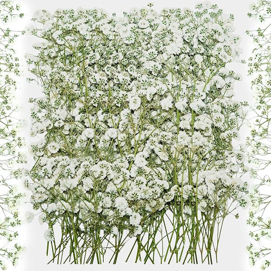 100Pcs White Baby’s Breath Dried Pressed Flowers - 4'' Real Natural Flat Flower Bulk Pack for Resin Art, DIY Craft, Wedding Invitations, Scrapbooking, Soap, Frame, Cake & Home Decoration