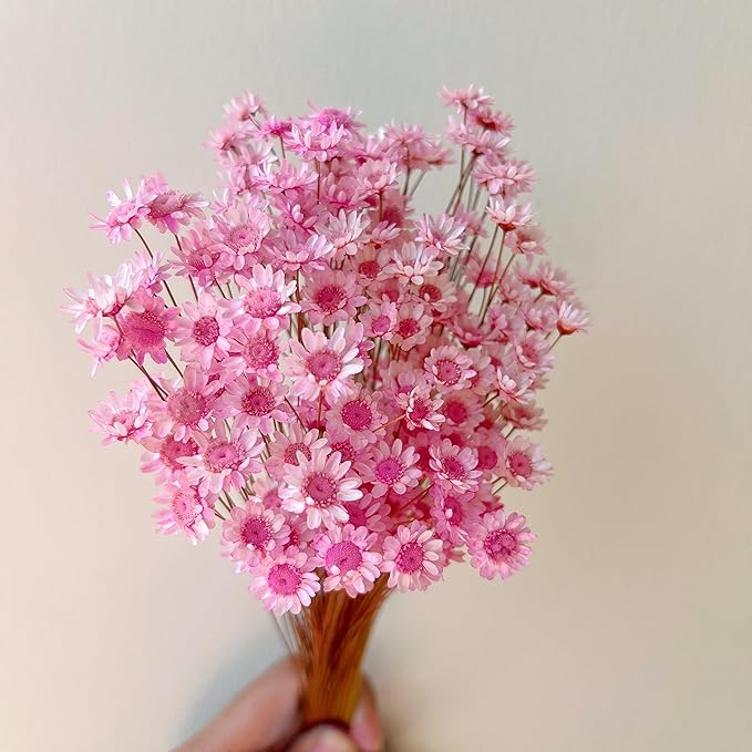Natural - Dried - Flowers Brazilian Small Star Daisy Dried Decorative Mini Chamomile Bouquet for Wedding Floral Arrangements Home Decorations Valentine's Day Gifts (200 Stems) (Pink)