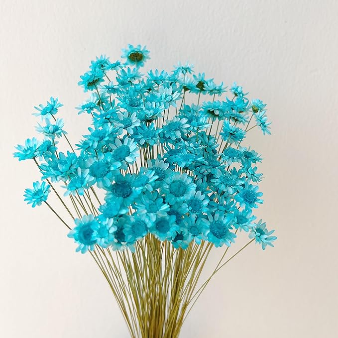 Natural - Dried - Flowers Brazilian Small Star Daisy Dried Decorative Mini Chamomile Bouquet for Wedding Floral Arrangements Home Decorations Valentine's Day Gifts (200 Stems) (Blue)