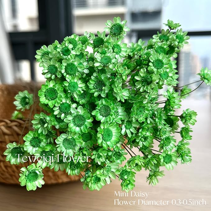 Natural - Dried - Flowers Brazilian Small Star Daisy Dried Decorative Mini Chamomile Bouquet for Wedding Floral Arrangements Home Decorations Valentine's Day Gifts (200 Stems) (Green)